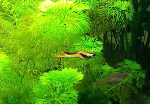 Coppia di POECILIA WINGEI BLACK BAR, endler puri