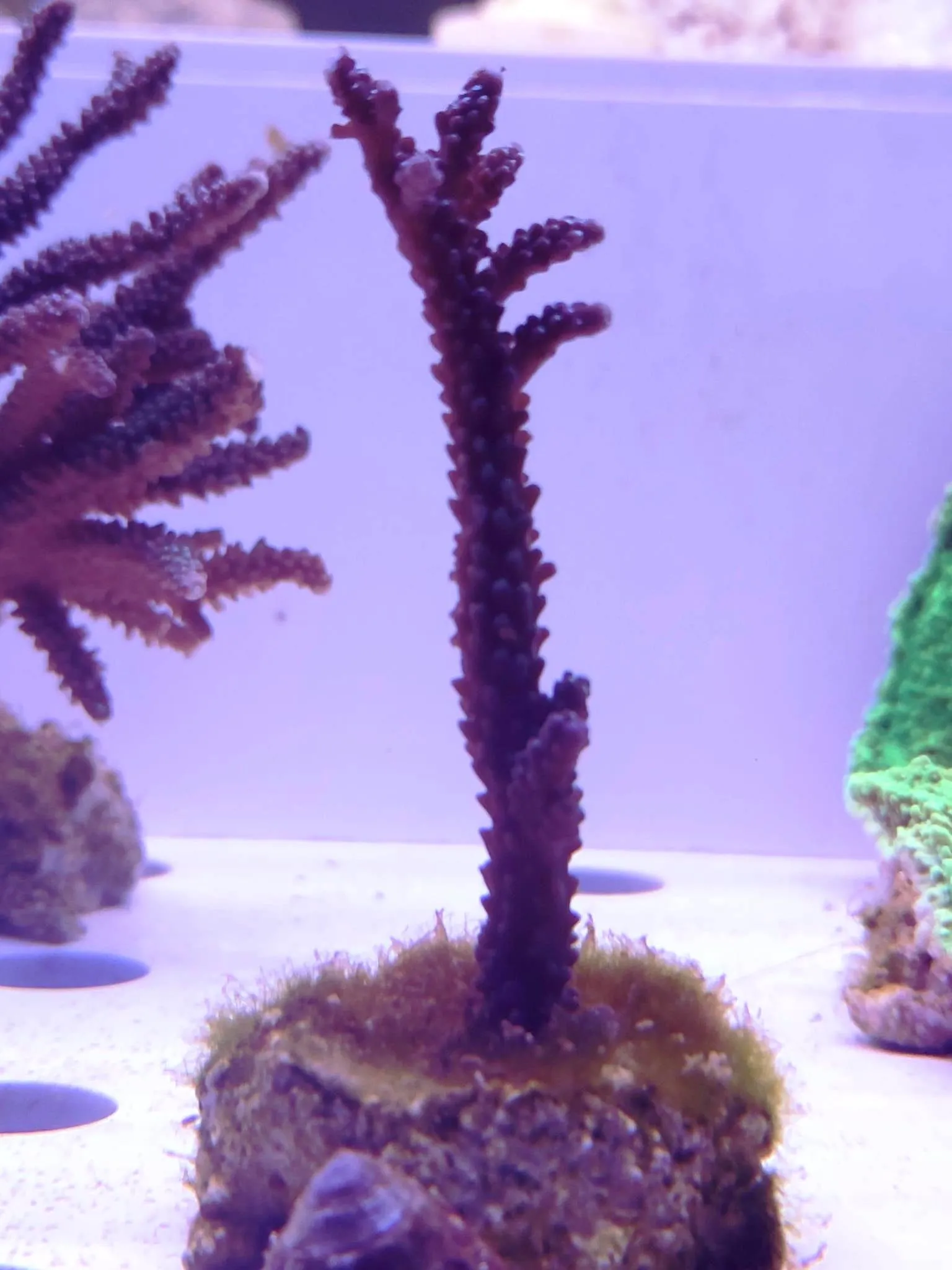 Acropora Loisette Viola - frag 5-6 cm - Corallo duro SPS