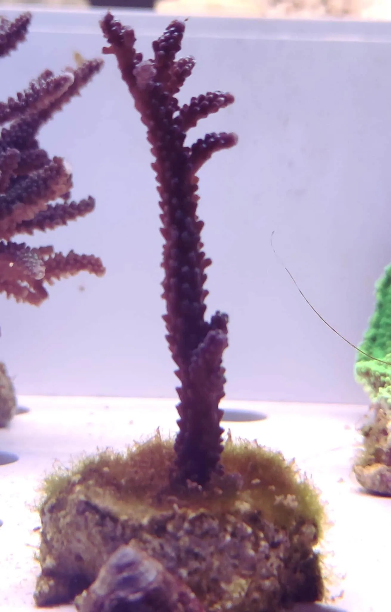 Acropora Loisette Viola - frag 5-6 cm - Corallo duro SPS