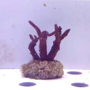 Acropora Loisette Viola 7x7 cm - FOTO REALE - Corallo duro SPS