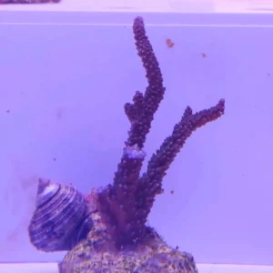 Acropora Loisette Viola - frag 5-6 cm - Corallo duro SPS