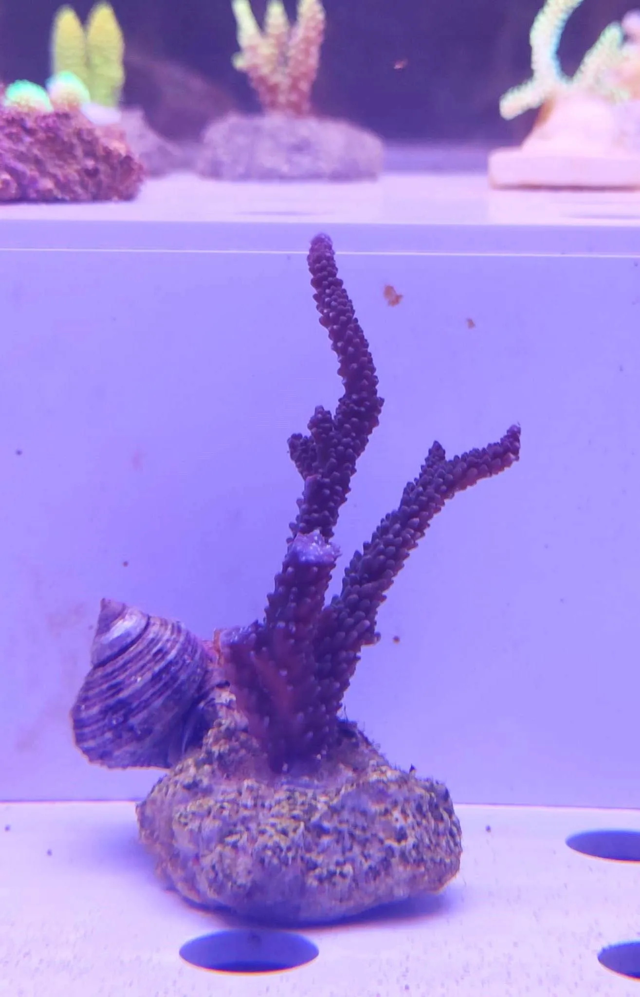 Acropora Loisette Viola - frag 5-6 cm - Corallo duro SPS