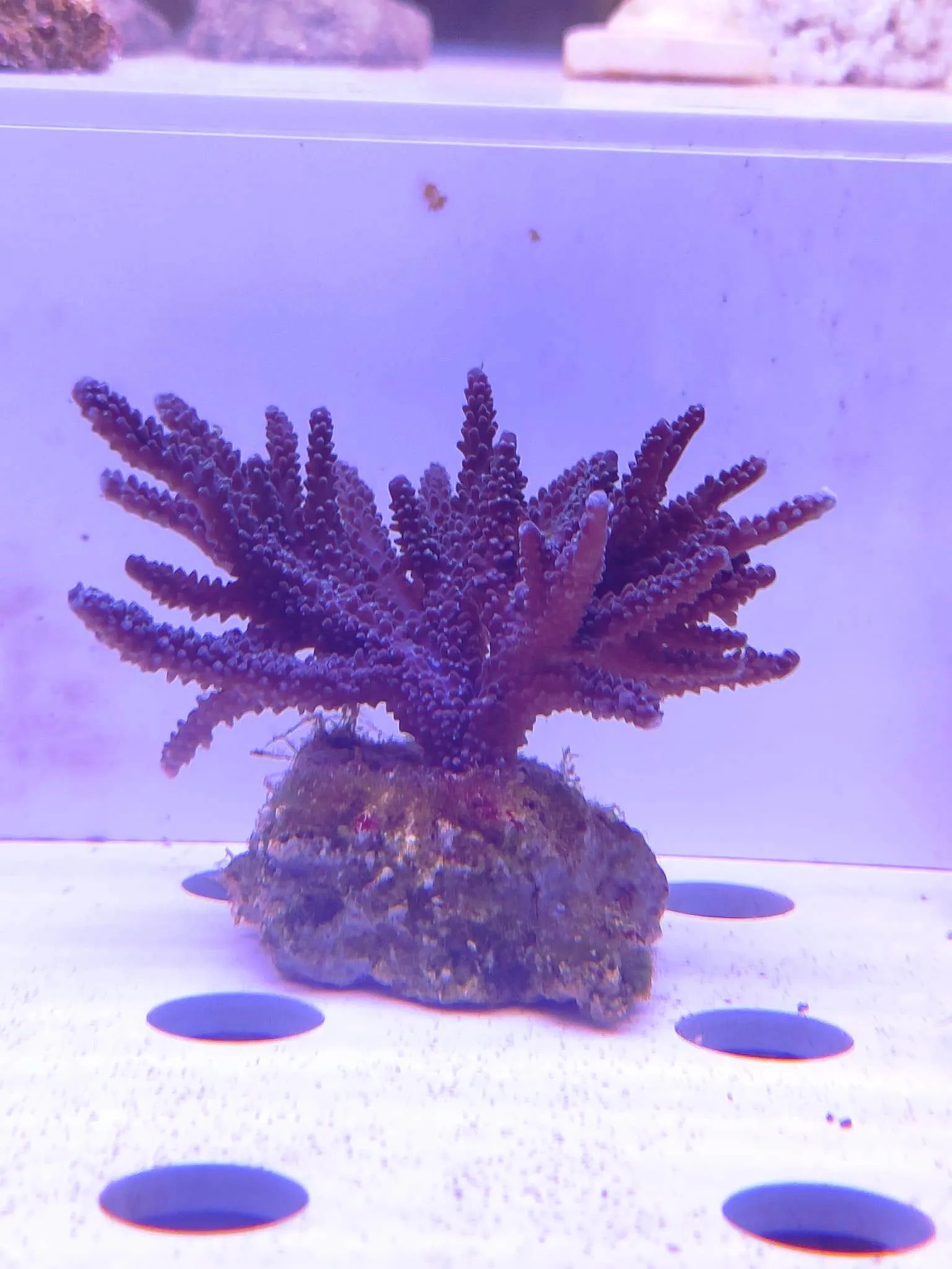 Acropora Loisette Viola 8x8 cm - FOTO REALE - Corallo duro SPS