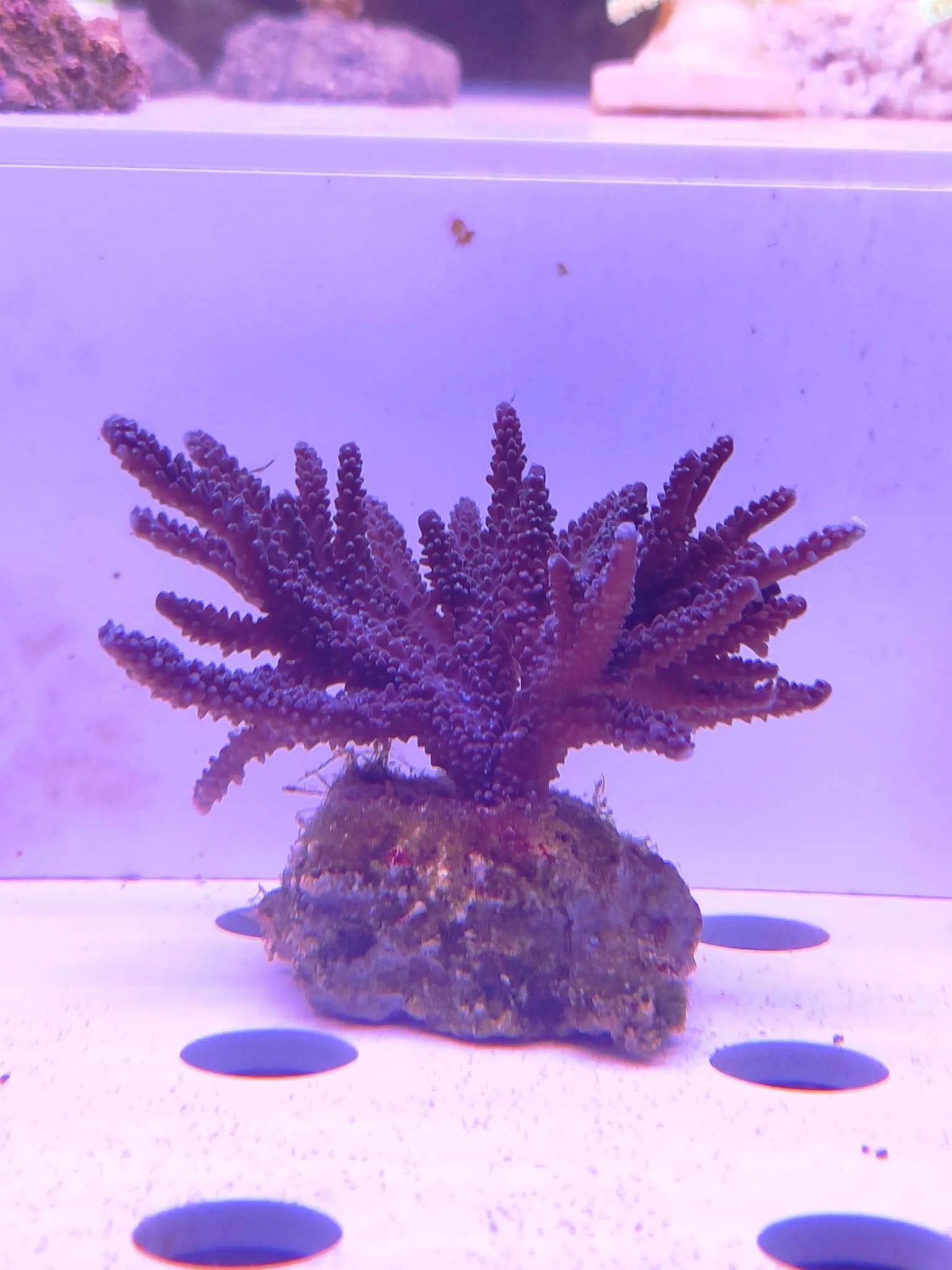 Acropora Loisette Viola 8x8 cm - FOTO REALE - Corallo duro SPS