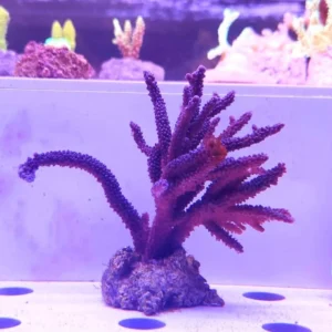 Acropora Loisette Viola 10x10 cm - FOTO REALE - Corallo duro SPS