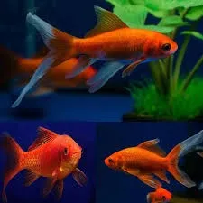 Pesce rosso red fire 5-7 cm - Carassius auratus red comet