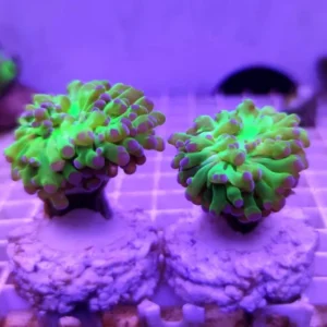 Euphyllia Paradivisa base verde punte Viola - FOTO REALI - 1 calice - Corallo duro LPS facile