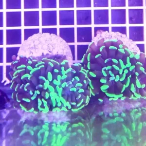 Euphyllia Parancora punte verde fluo - FOTO REALI - 1 calice - Corallo duro LPS facile
