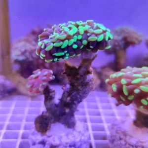 Euphyllia Parancora punte verde fluo - FOTO REALI - 3 calici - Corallo duro LPS facile
