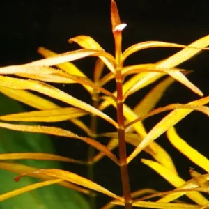Ludwigia Arcuata - pianta rossa a crescita rapida in vasetto