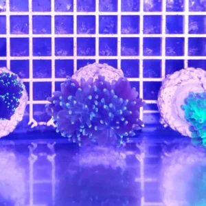 Euphyllia Parancora Azzurra - FOTO REALI - 1 calice - Corallo duro LPS facile