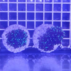 Euphyllia Paradivisa punte verdi - 1 calice - FOTO REALI - Corallo duro LPS facile