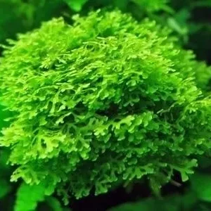 MUSCHIO RICCARDIA CHAMEDRYFOLIA - MINI PELLIA MOSS 3x3 cm