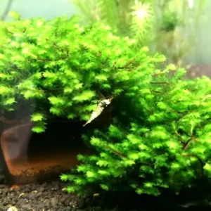 Muschio Distichophyllum Hookeriaceae - Rare Moss 3x3 cm