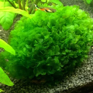 MUSCHIO ROUND PELLIA (LOMARIOPSIS LINEATA) 6x6 cm - moss