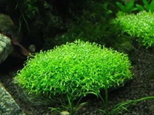 Muschio Riccia Fluitans 3x3 cm - moss per acquario da legare o lasciare galleggiante