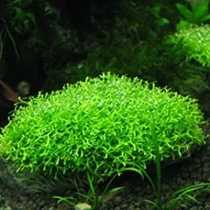 Muschio Riccia Fluitans 3x3 cm - moss per acquario da legare o lasciare galleggiante