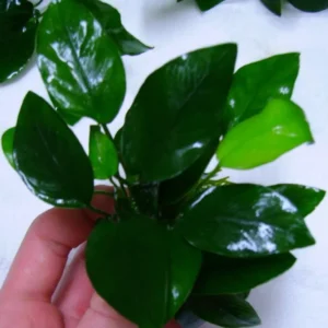 ANUBIAS BARTERI NANA, pianta facile a foglia larga