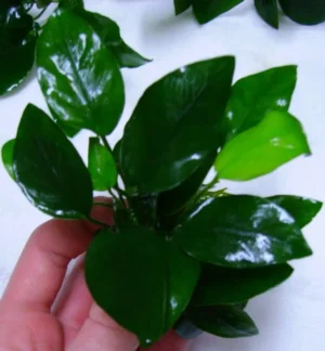 ANUBIAS BARTERI NANA, pianta facile a foglia larga