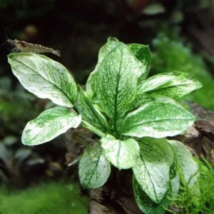 ANUBIAS Barteri Nana PINTO, pianta rara e pregiata in vasetto