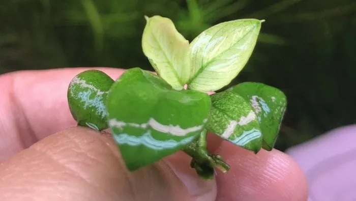 ANUBIAS Barteri Nana PINTO, pianta rara e pregiata in vasetto