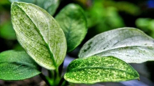 ANUBIAS Barteri Nana PINTO, pianta rara e pregiata in vasetto