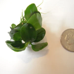 Anubias nana PETITE, piccola pianta epifita da primo piano