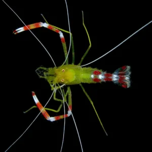 Stenopus Scutellatus - Stenopus Hispidus gold - Gambero Pugile dorato
