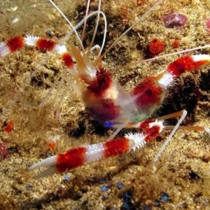 Stenopus Hispidus - Gambero Pugile per acquario marino reef