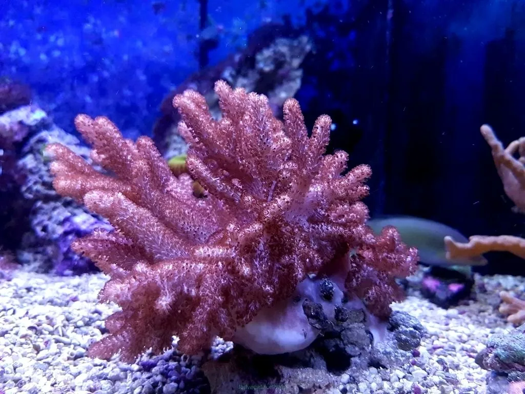 Sinularia Brassica - Finger Coral Cactus XL - 15-20 cm - Corallo molle facile
