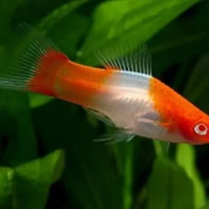 Portaspada Kohaku - Santa Claus, xiphophorus helleri red-whithe 3-5 cm