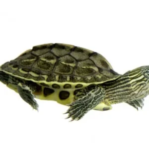 Tartaruga acquatica Ocadia Sinensis 5 cm - Tartaruga dal collo striato