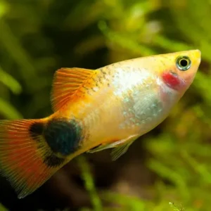 Platy Gold Mikey Mouse, xiphophorus maculatus 2-3 cm