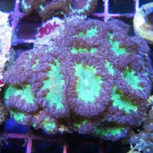 Blastomussa Wellsi purple green - Corallo duro LPS facile - 2 head