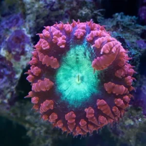 Blastomussa Wellsi premium red cuore verde fluo, bordo rosso - Corallo duro LPS facile - 2 head