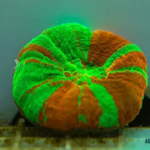Scolymia Australis Green-Orange Premium L - FOTO REALI - Corallo duro LPS facile