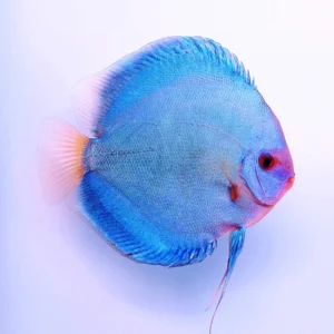 Symphysodon Discus Blue Diamond - SG Discus Italia - 5-7 cm