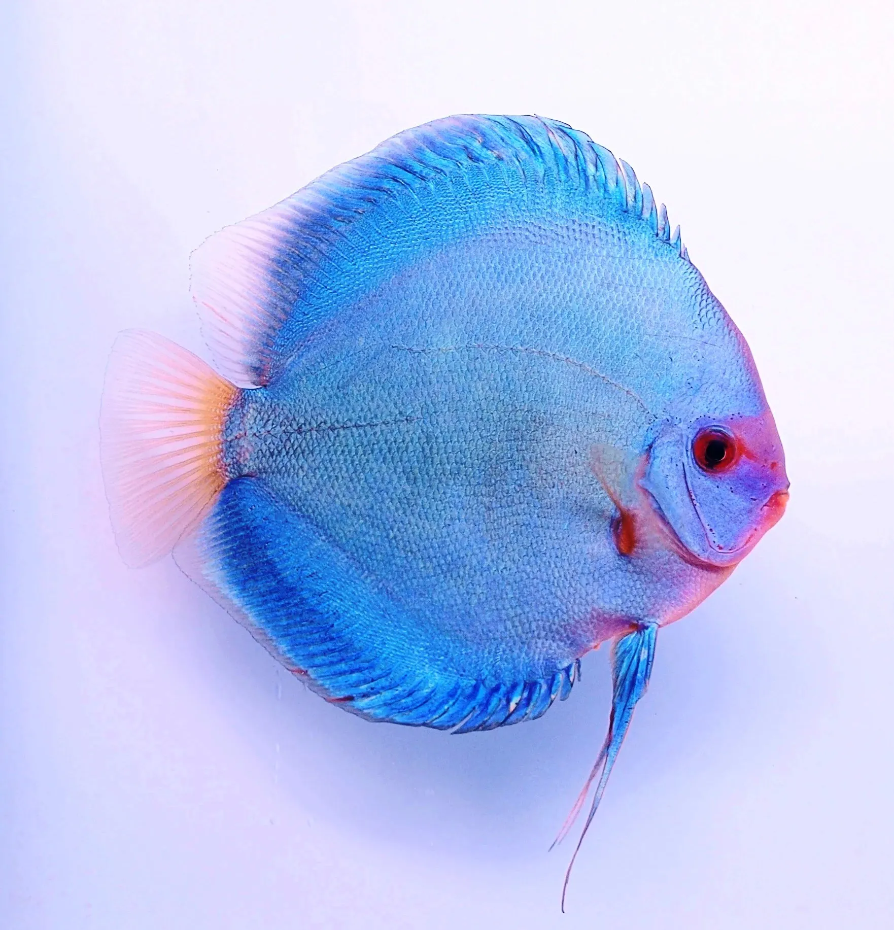 Symphysodon Discus Blue Diamond - SG Discus Italia - 5-7 cm