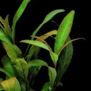 HYGROPHILA Corymbosa Siamensis Angustifolia, pianta rapida in vasetto