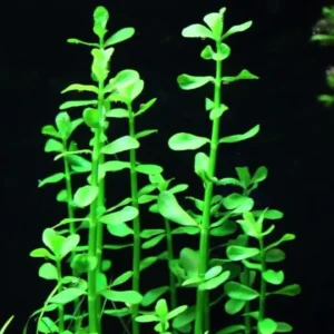 Bacopa Monnieri, pianta facile da sfondo