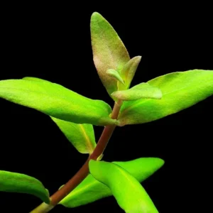 Nesaea Triflora, pianta rapida depurativa - 3 steli di minimo 12 cm