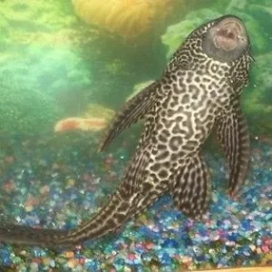 Hypostomus Plecostomus 8-10 cm pulitori da vetro