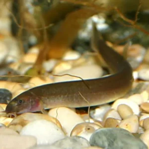 Pangio Oblonga 7-8 cm - Pangio kuhlii javanicus - serpentello