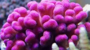 Stylophora Pistillata Pink - rosa - Corallo duro SPS- frag 3-5 cm