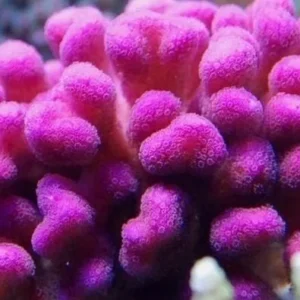Stylophora Pistillata Pink - rosa - Corallo duro SPS- frag 3-5 cm
