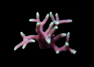 Seriatopora Caliendrum Pink Green Tip - Corallo duro SPS- frag 6 cm