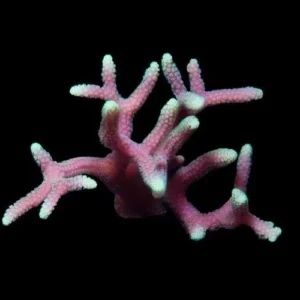 Seriatopora Caliendrum Pink Green Tip - Corallo duro SPS- frag 6 cm