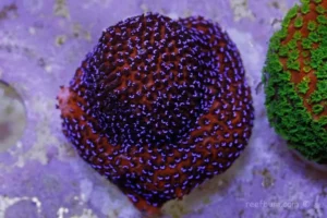 Montipora Superman Reverse - Corallo duro SPS- frag 3 cm