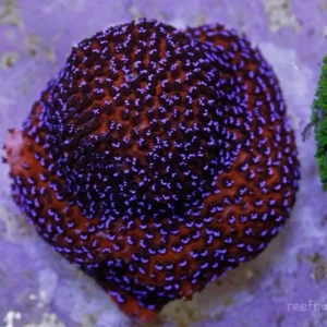 Montipora Superman Reverse - Corallo duro SPS- frag 3 cm
