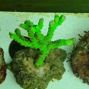 Anacropora Forbesi 6-8 cm - Corallo duro SPS